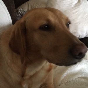 Meet your Posher, Joy